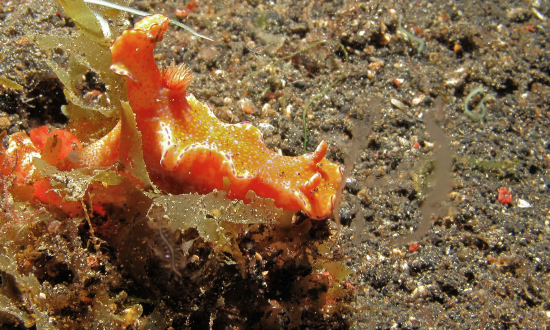  Ceratosoma tenue (Sea Slug)